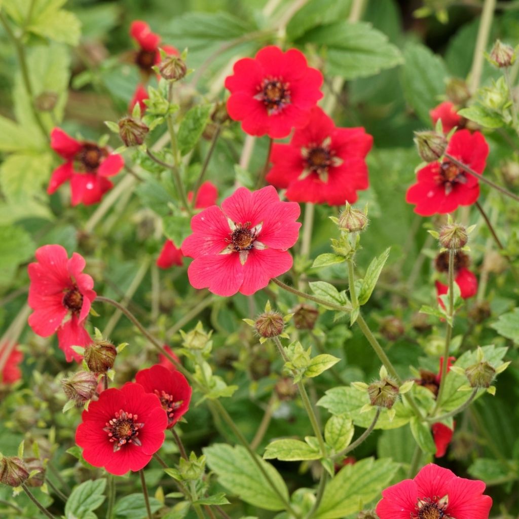 Potentille sanguine - Potentilla atrosanguinea