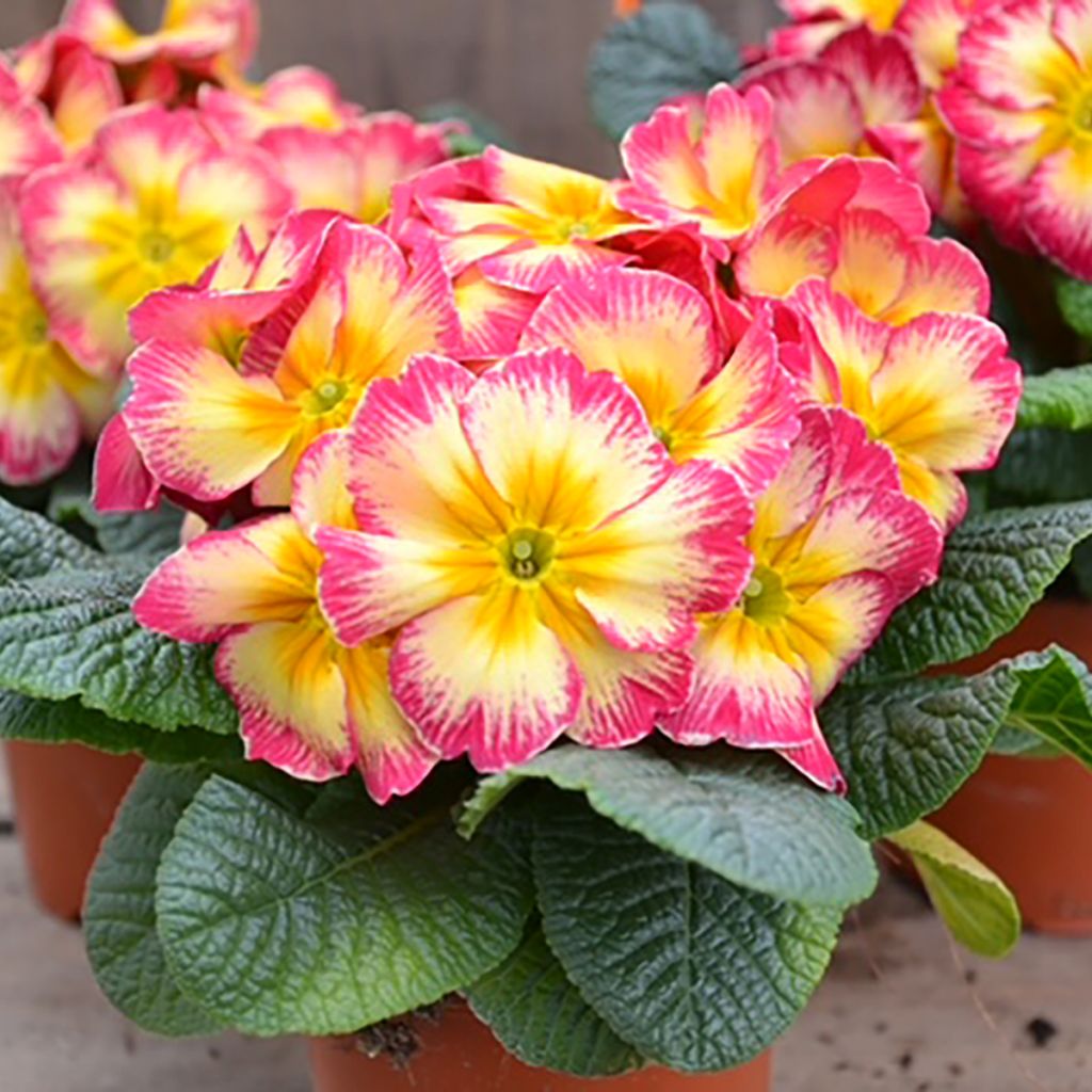 Primevère Cabaret Bicolour Rose et Yellow - Primula acaulis