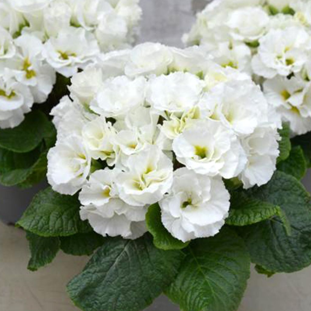 Primevère Frilly White - Primula acaulis