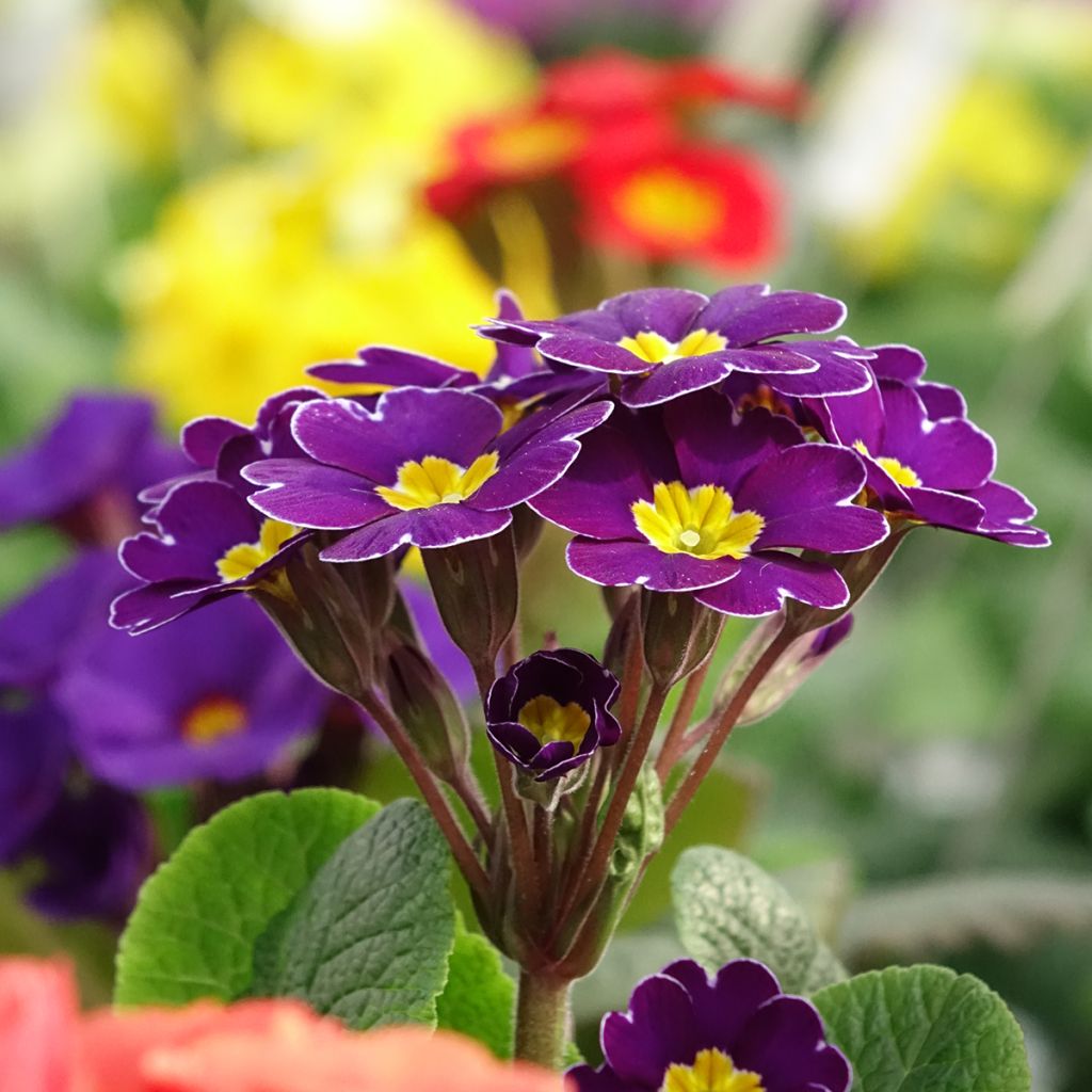 Primevère - Primula elatior Veristar Late Twinkle Violet