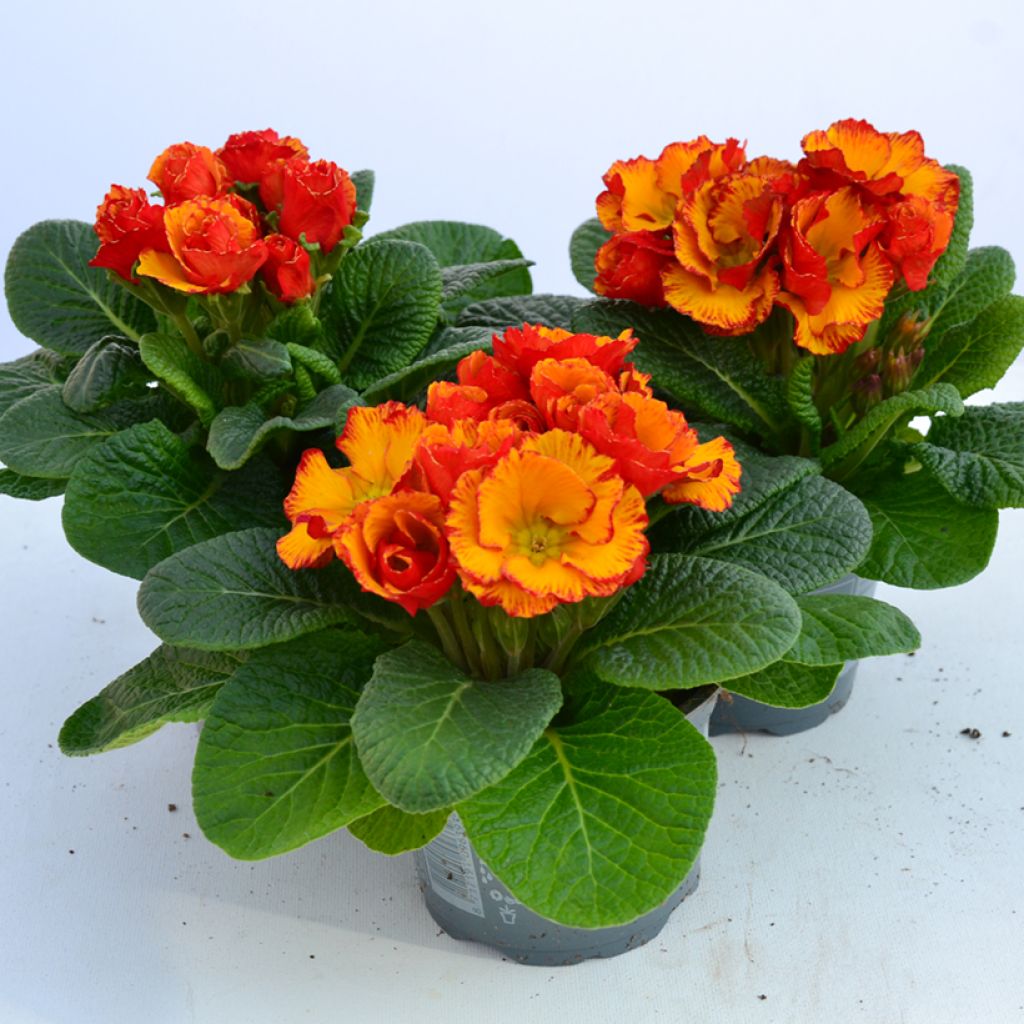 Primevère Chinese New Year - Primula acaulis