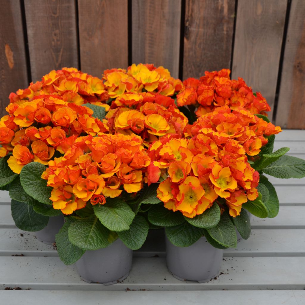 Primevère Chinese New Year - Primula acaulis