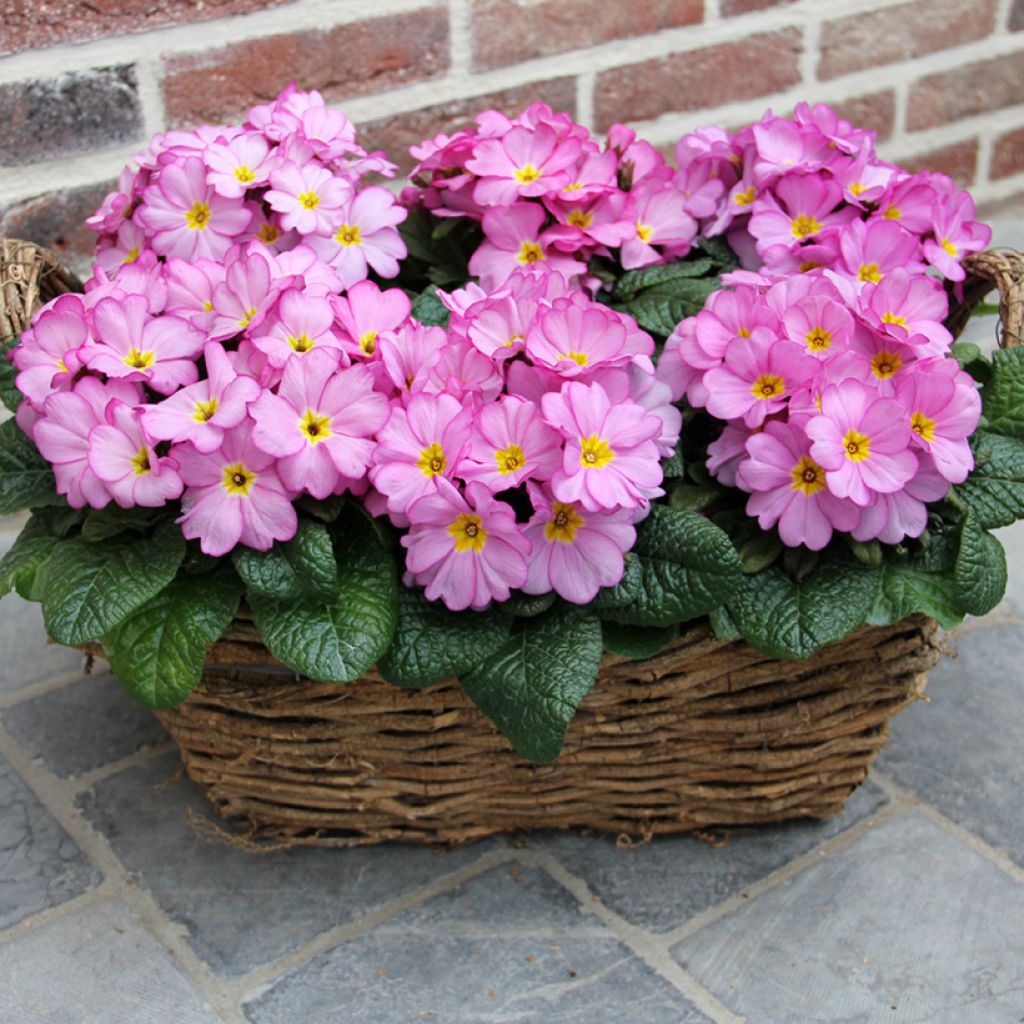 Primevère Woodland Rose - Primula acaulis