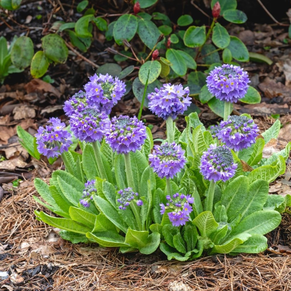 Primevère - Primula denticulata Cashmeriana