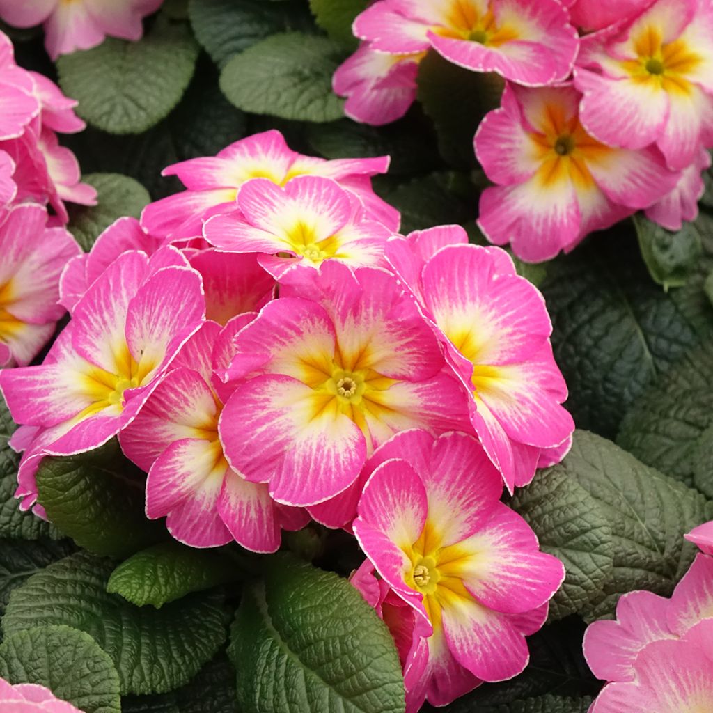 Primevère - Primula acaulis Lipstick