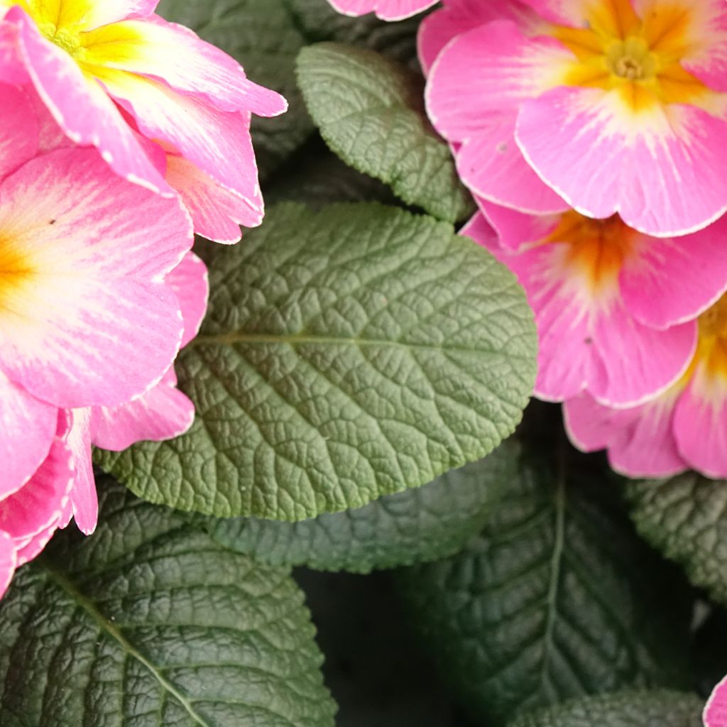 Primevère - Primula acaulis Lipstick