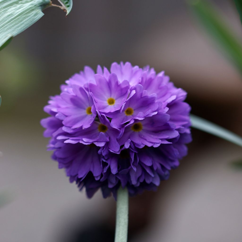 Primevère - Primula denticulata Cashmeriana