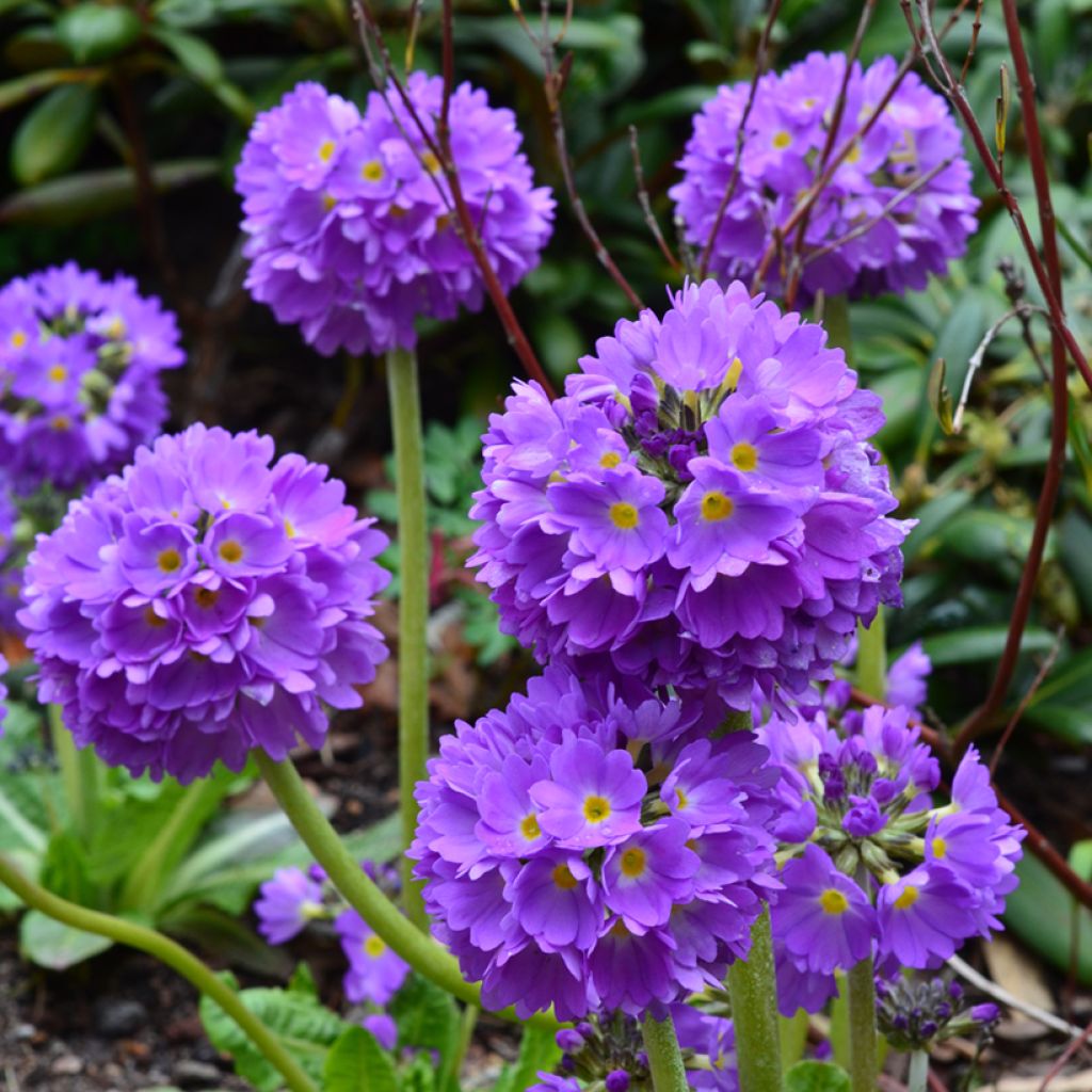 Primevère - Primula denticulata Cashmeriana