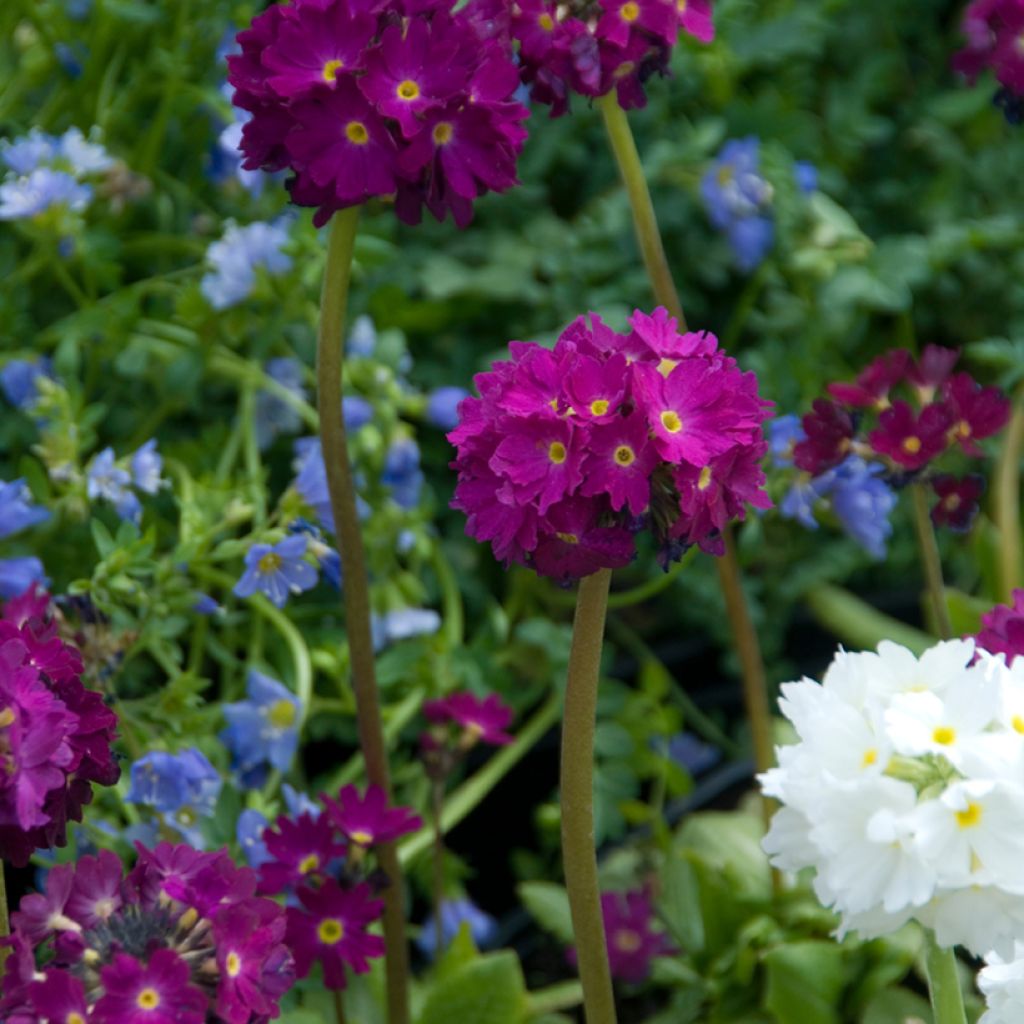 Primevère - Primula denticulata Rubin