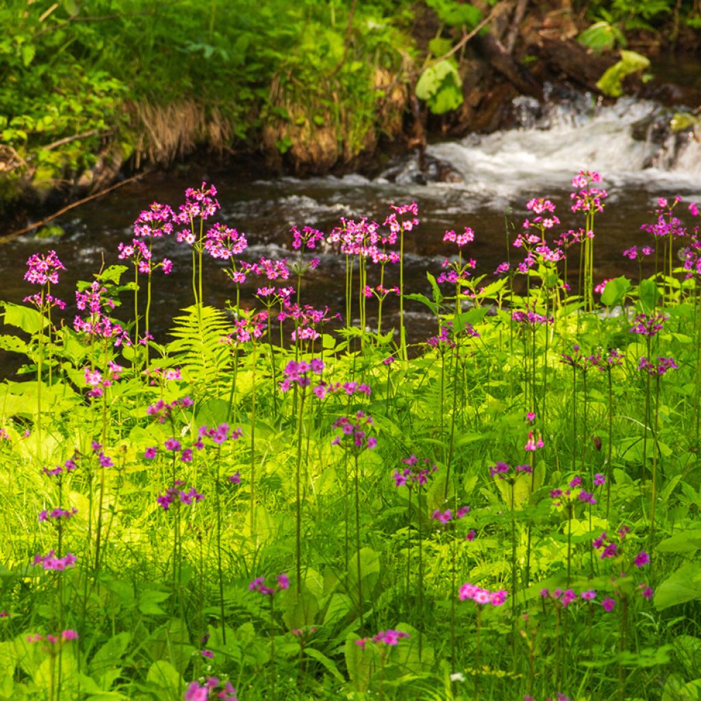 Primevère - Primula japonica