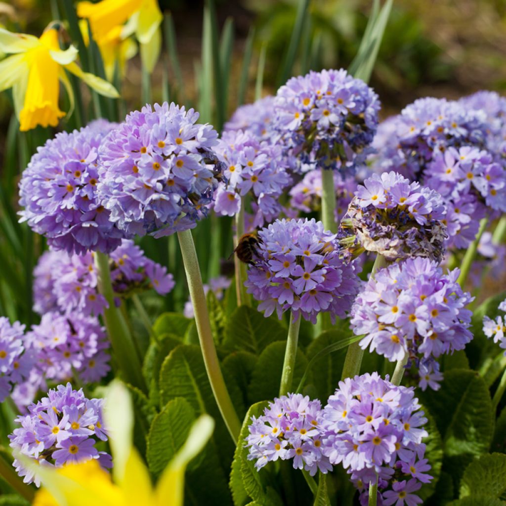 Primevère Prom Lilac - Primula denticulata