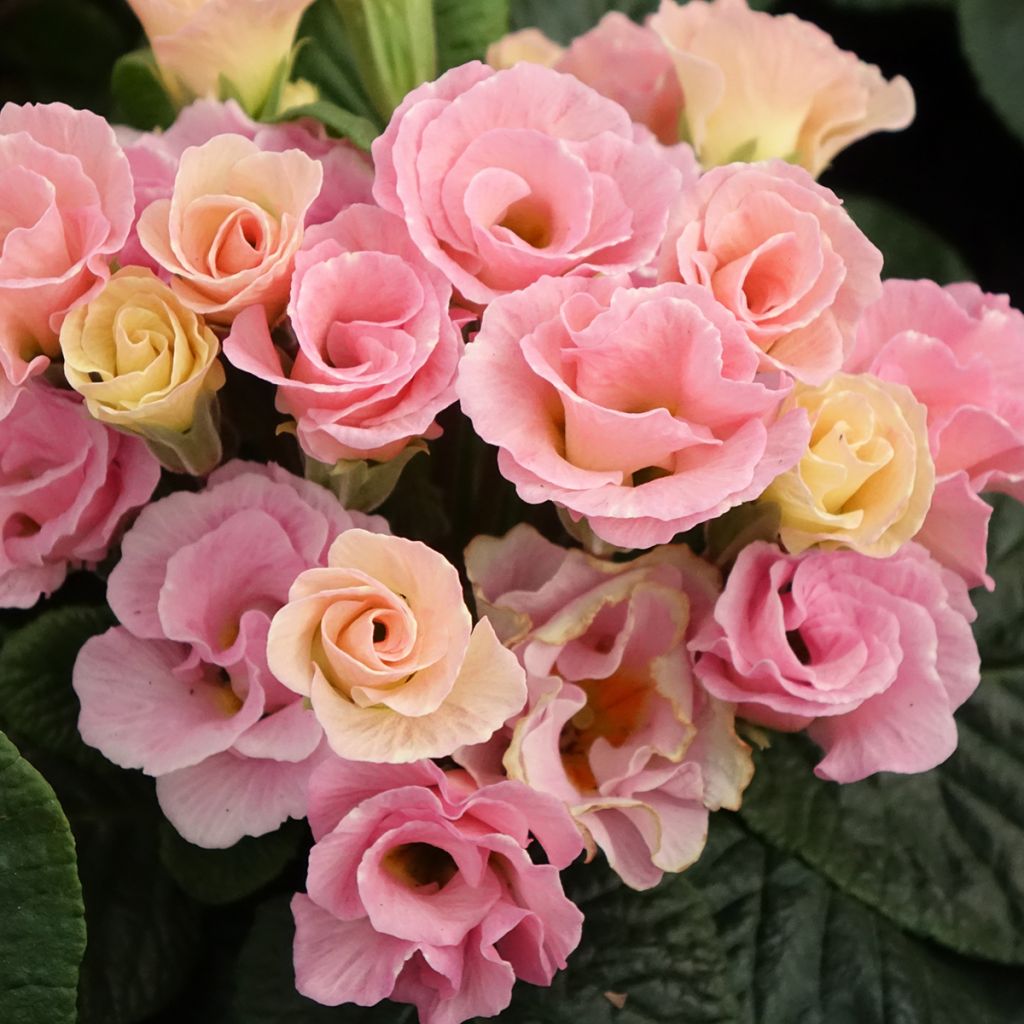Primevère Rosebud F1 Tutti frutti - Primula acaulis