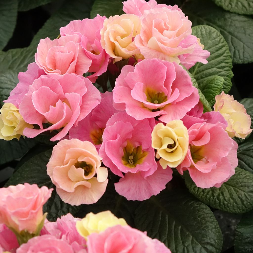 Primevère Rosebud F1 Tutti frutti - Primula acaulis