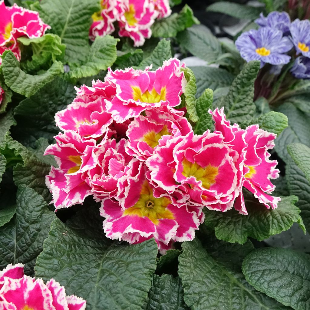 Primevère Sweetie - Primula acaulis