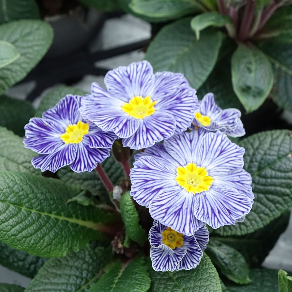Primevère Zebra Blue miini-motte - Mini-Mottes