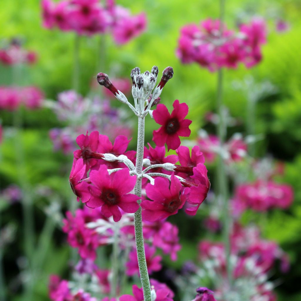 Primevère candélabre - Primula pulverulenta