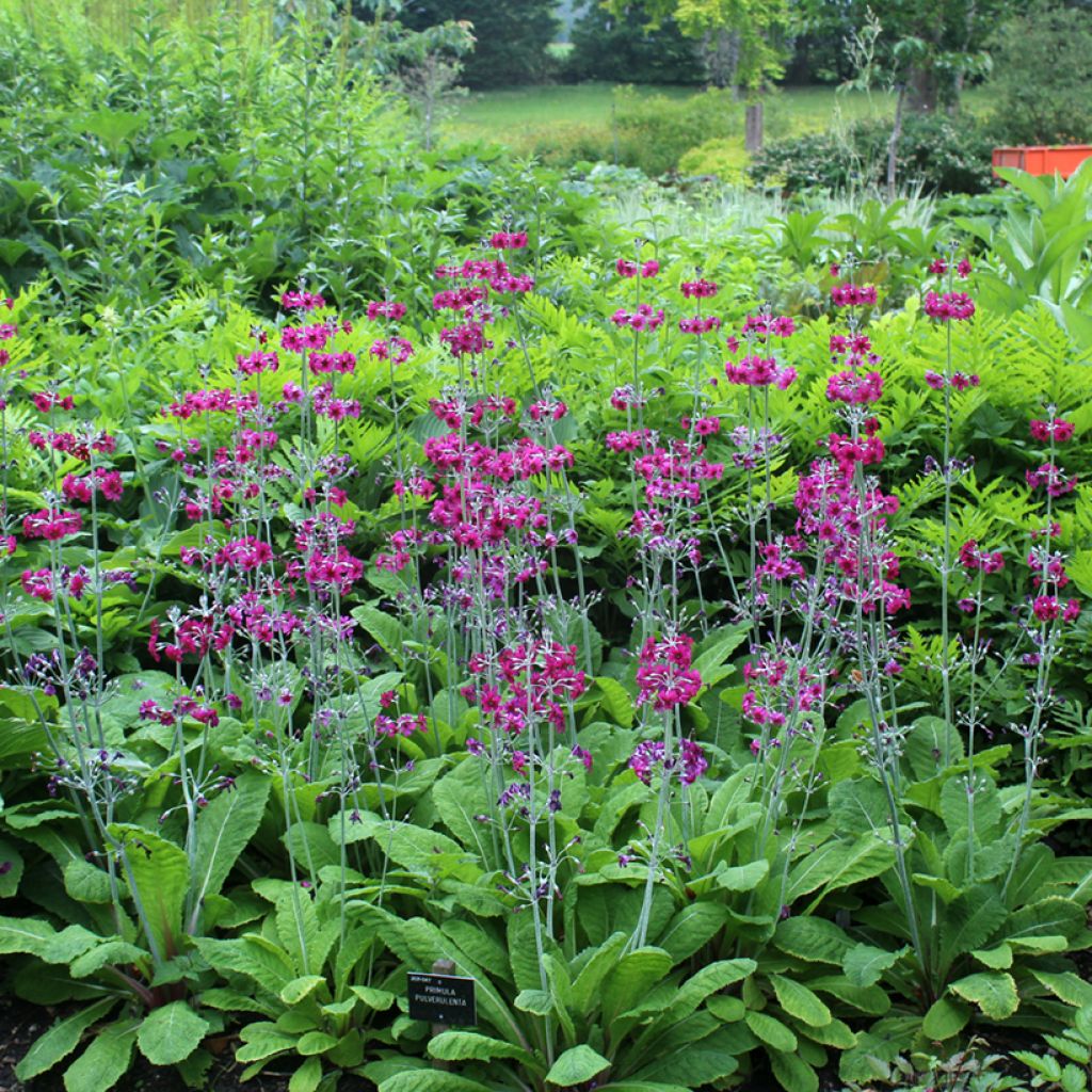 Primevère candélabre - Primula pulverulenta