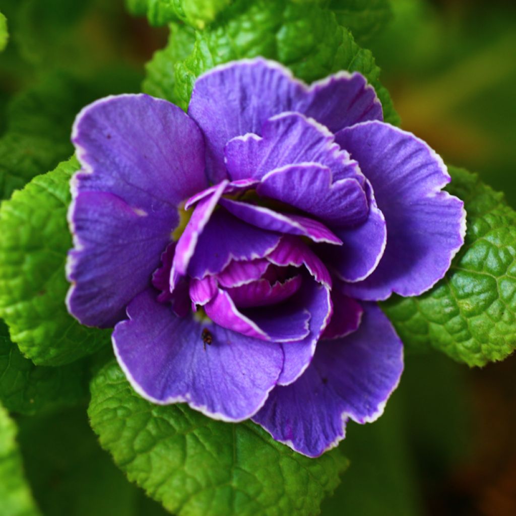 Primevère double Belarina Amethyst Ice - Primula vulgaris 