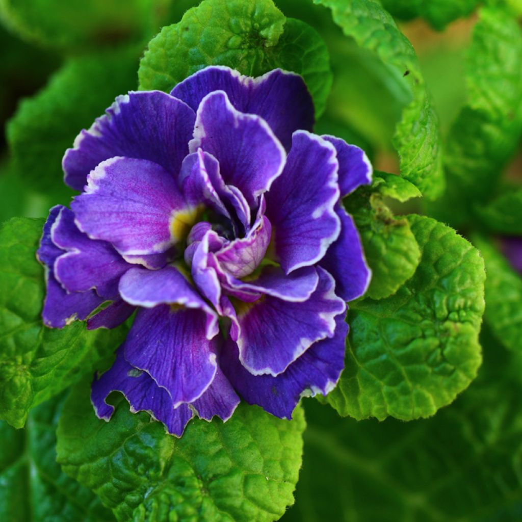 Primevère double Belarina Amethyst Ice - Primula vulgaris 