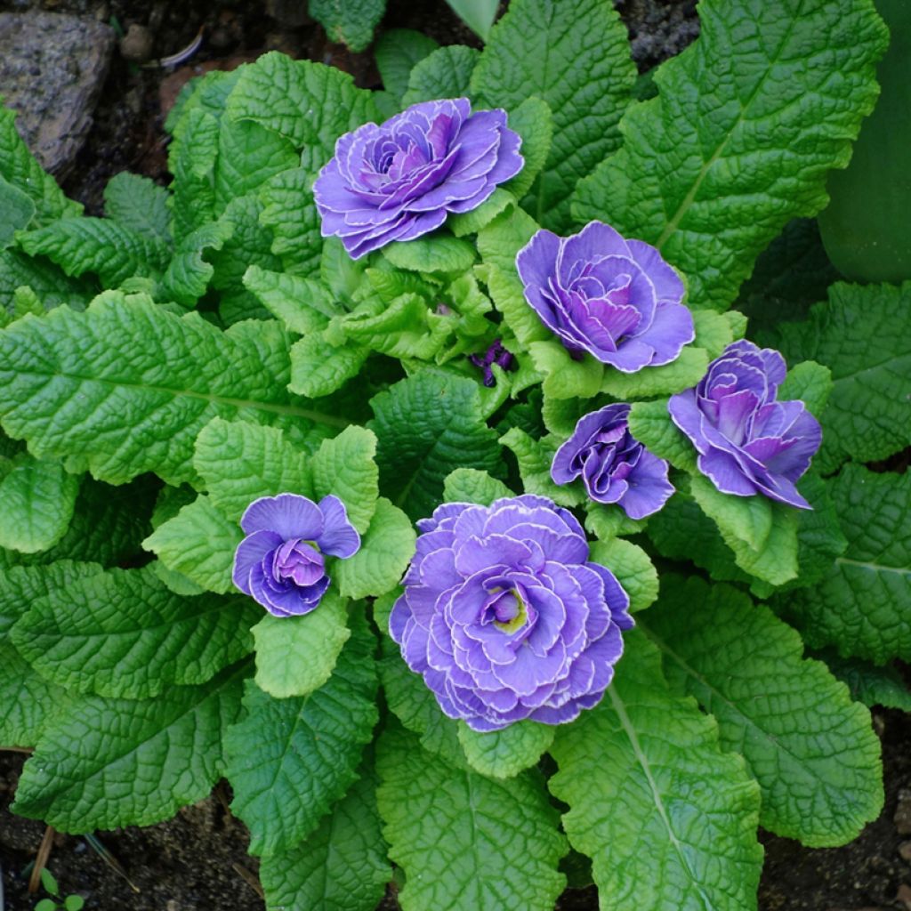 Primevère double Belarina Amethyst Ice - Primula vulgaris 
