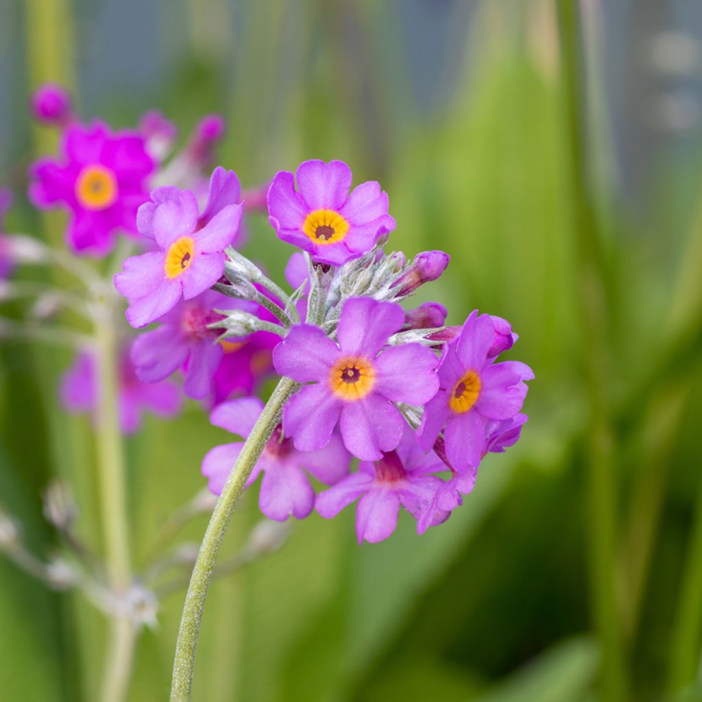 Primula beesiana - Primevère candélabre