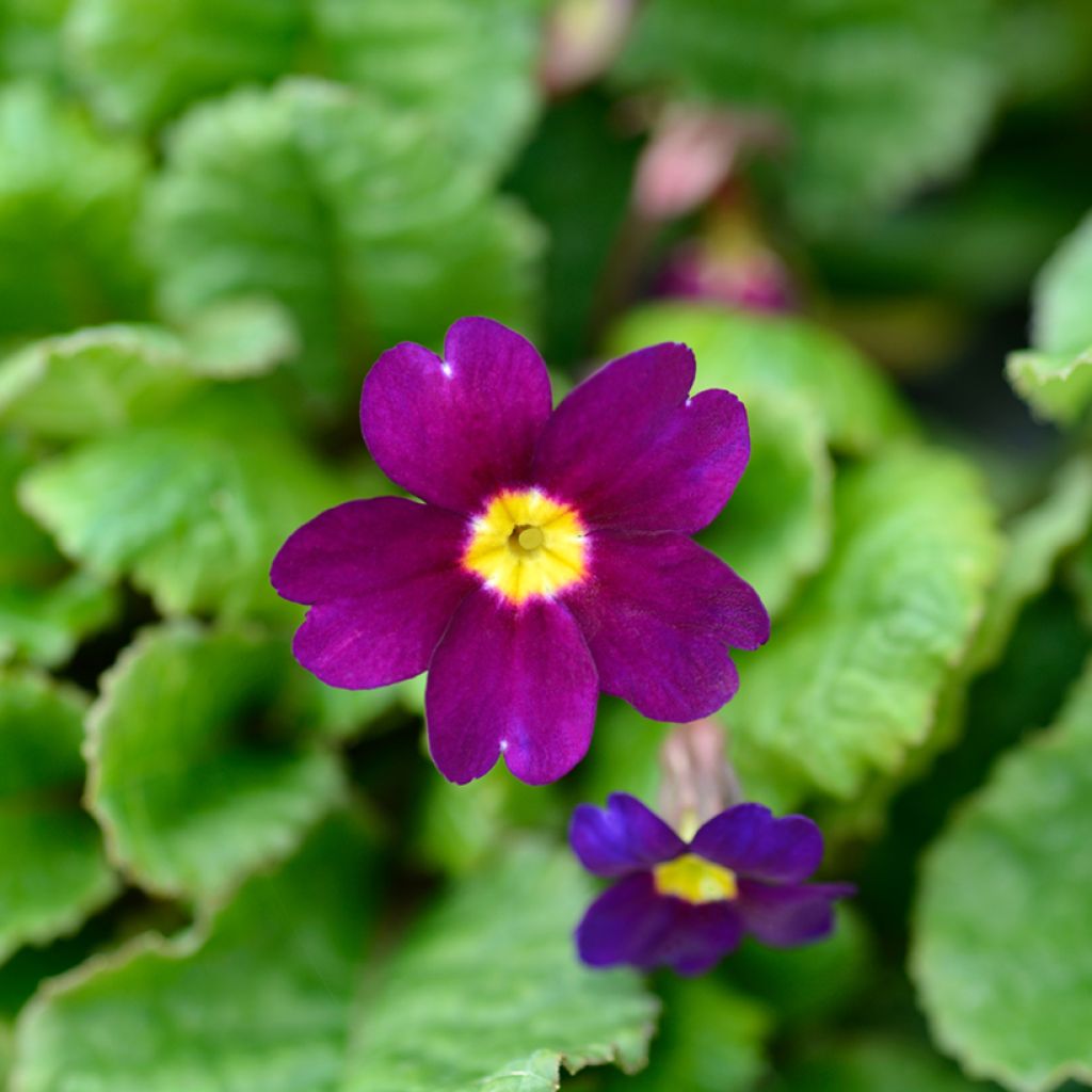 Primula juliae Wanda - Primevère vivace tapissante