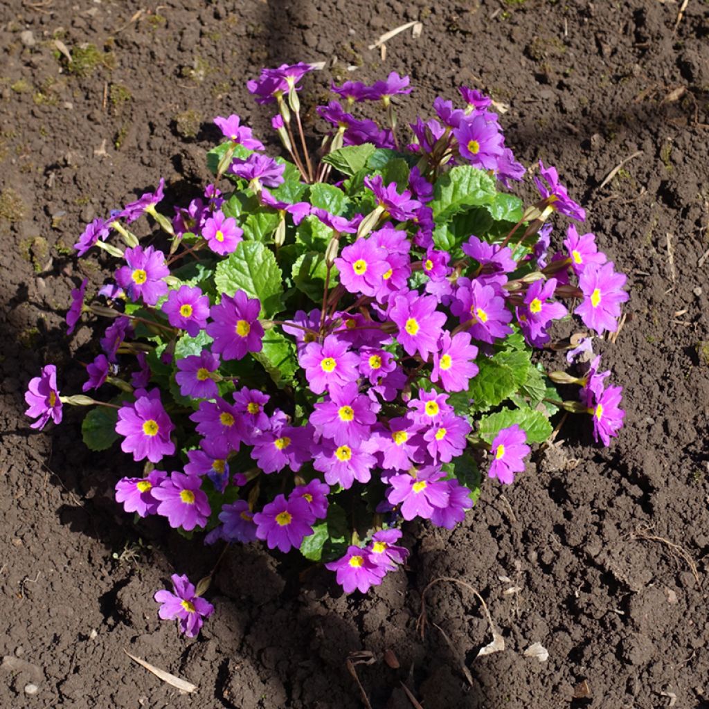 Primula juliae Wanda - Primevère vivace tapissante
