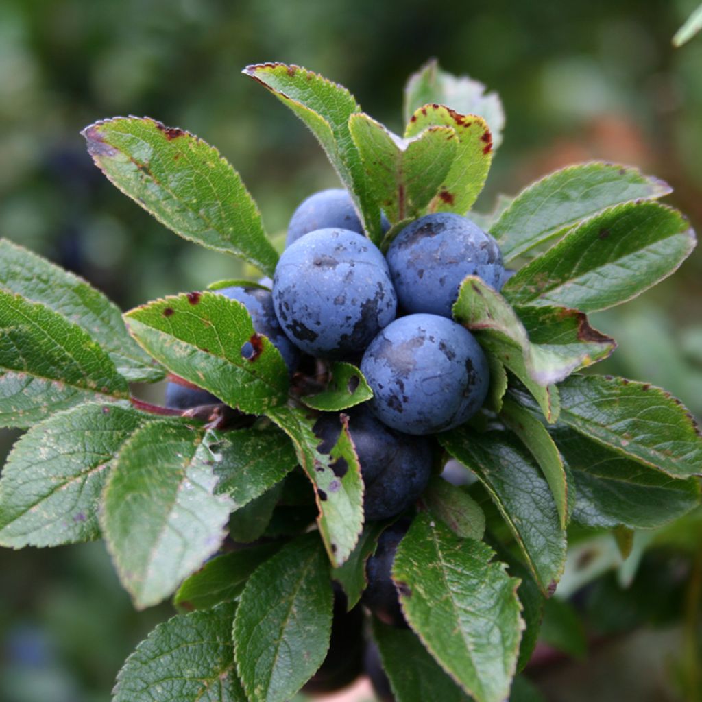 Prunellier - Prunus spinosa