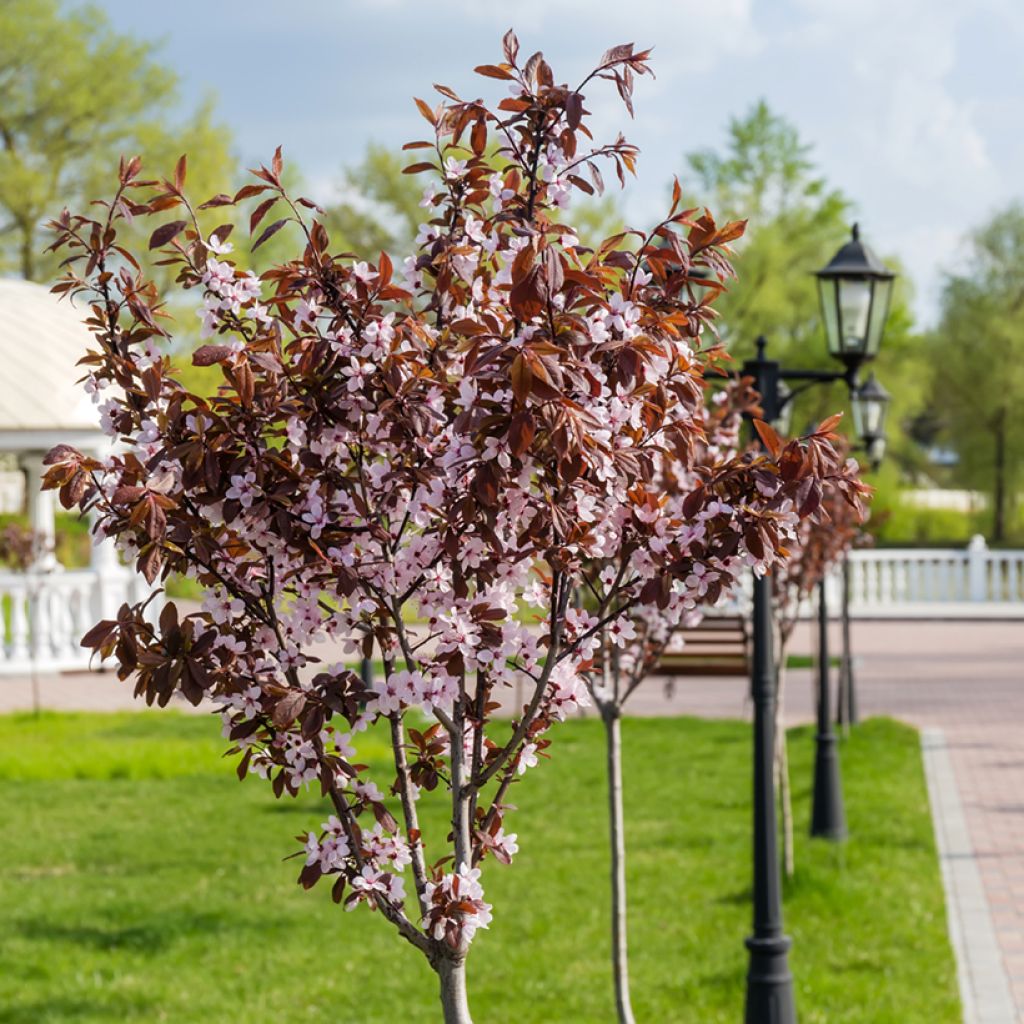 Prunier à fleurs - Prunus cerasifera Nigra