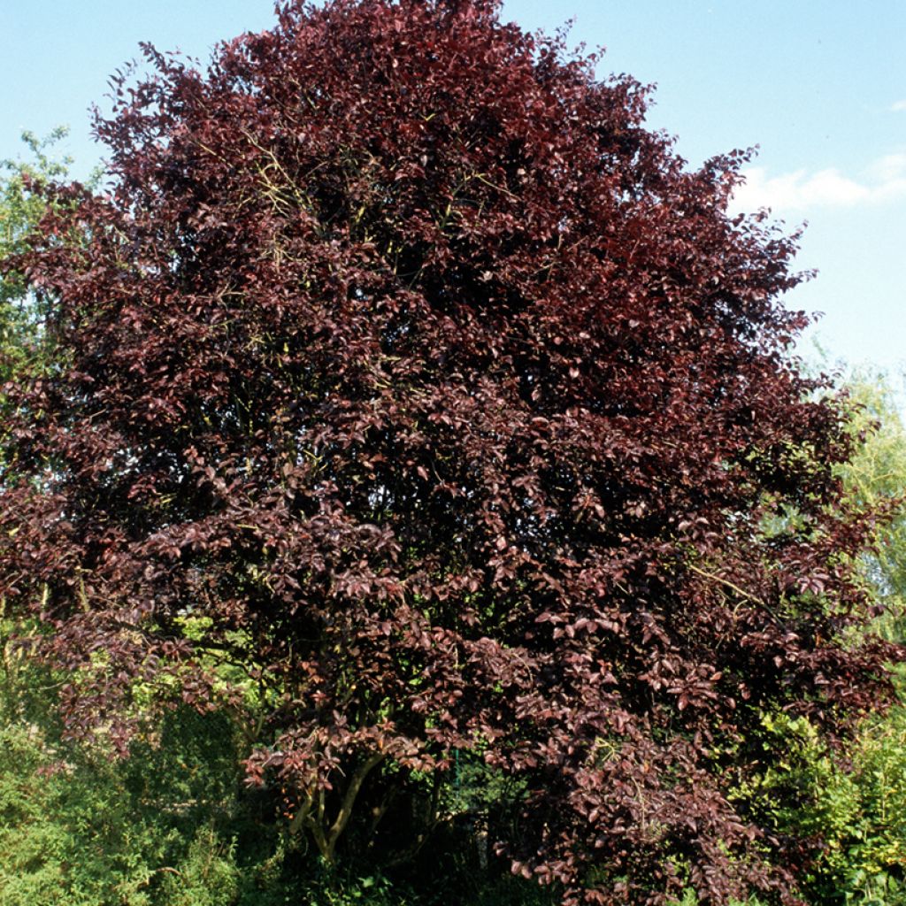 Prunier à fleurs - Prunus cerasifera Nigra