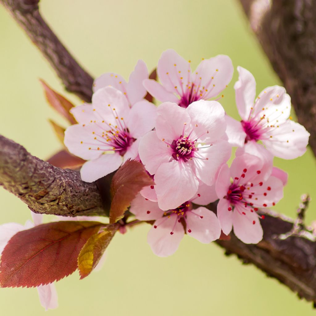 Prunier à fleurs - Prunus cerasifera Nigra
