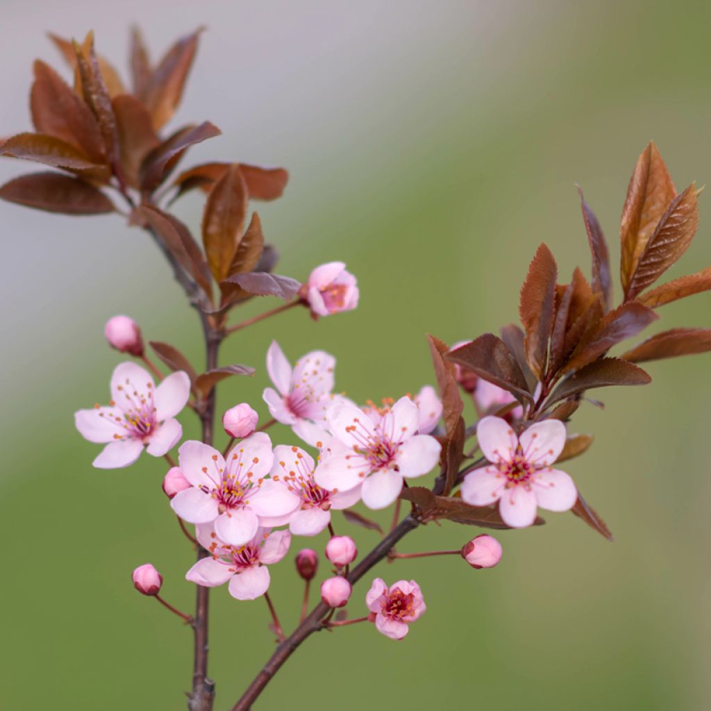 Prunier à fleurs - Prunus cerasifera Nigra