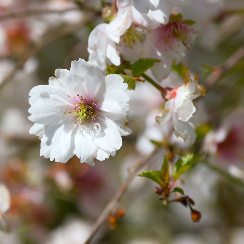 Cerisier à fleurs - Prunus Hally Jolivette