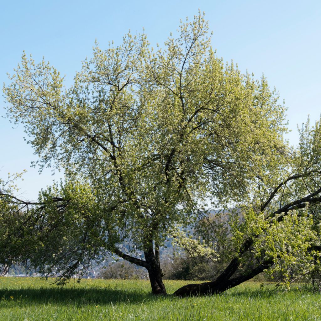 Prunus mahaleb - Bois de sainte Lucie