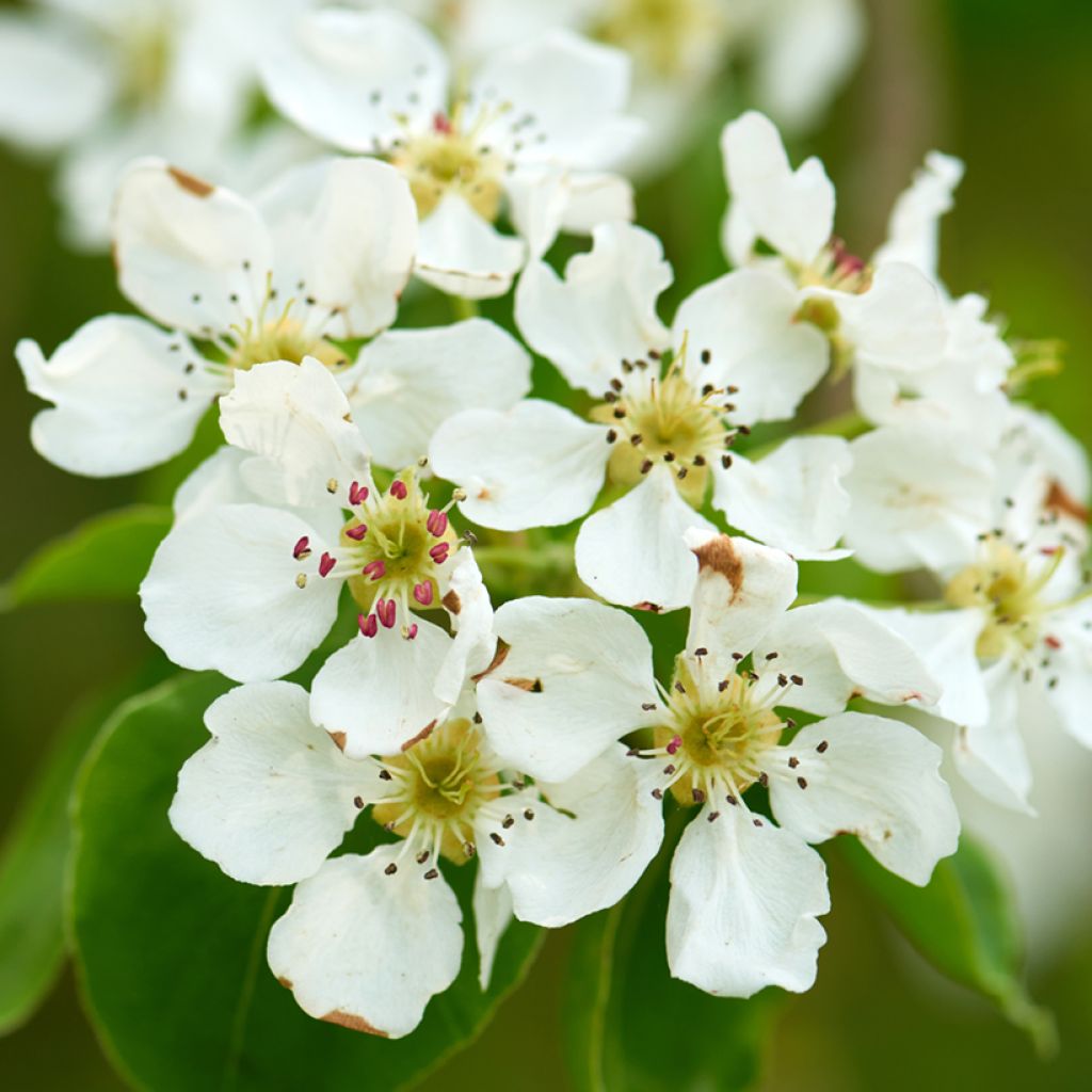 Prunus padus - Cerisier à grappes
