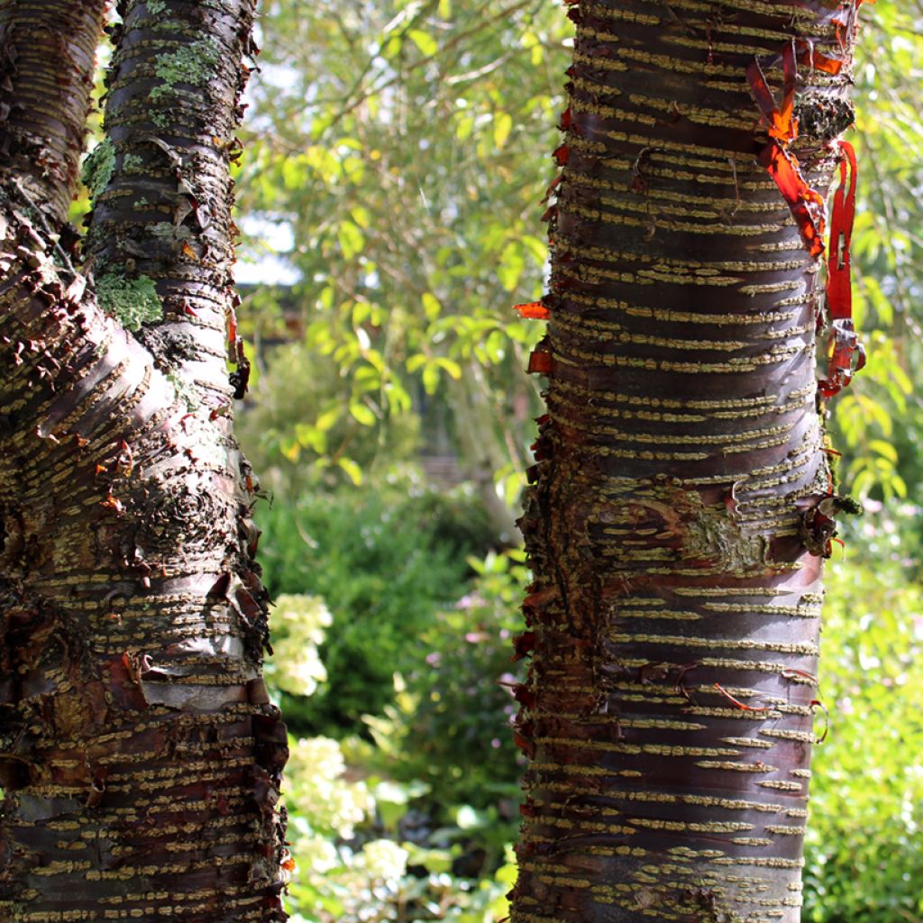 Prunus rufa - Cerisier de l'Himalaya