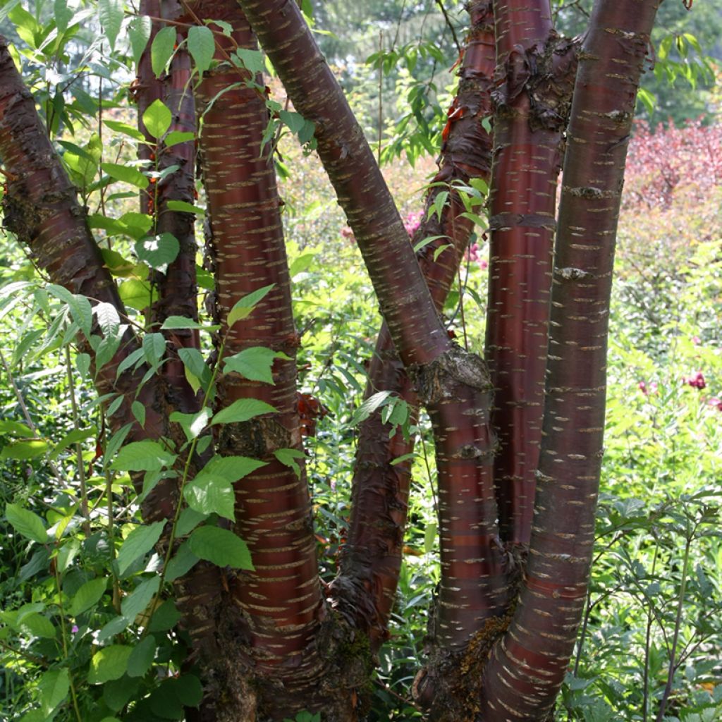 Prunus serrula - Cerisier du Tibet