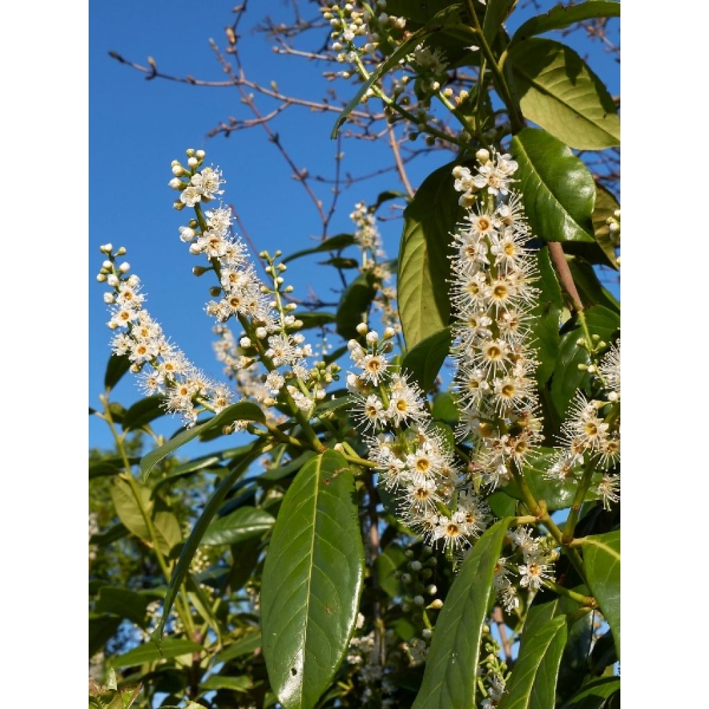 Laurier cerise -  Prunus laurocerasus Caucasica - Laurier Palme - Laurier du Caucase