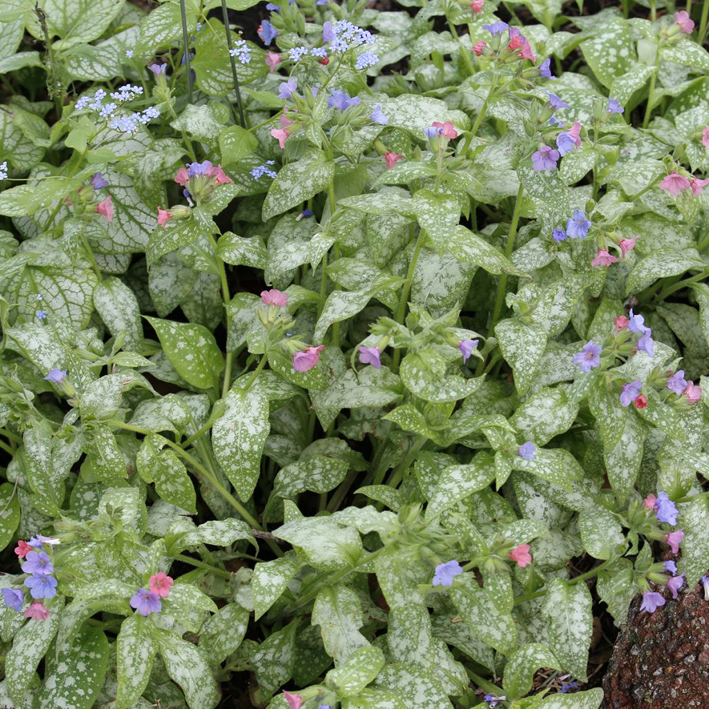 Pulmonaria Raspberry Splash - Pulmonaire hybride