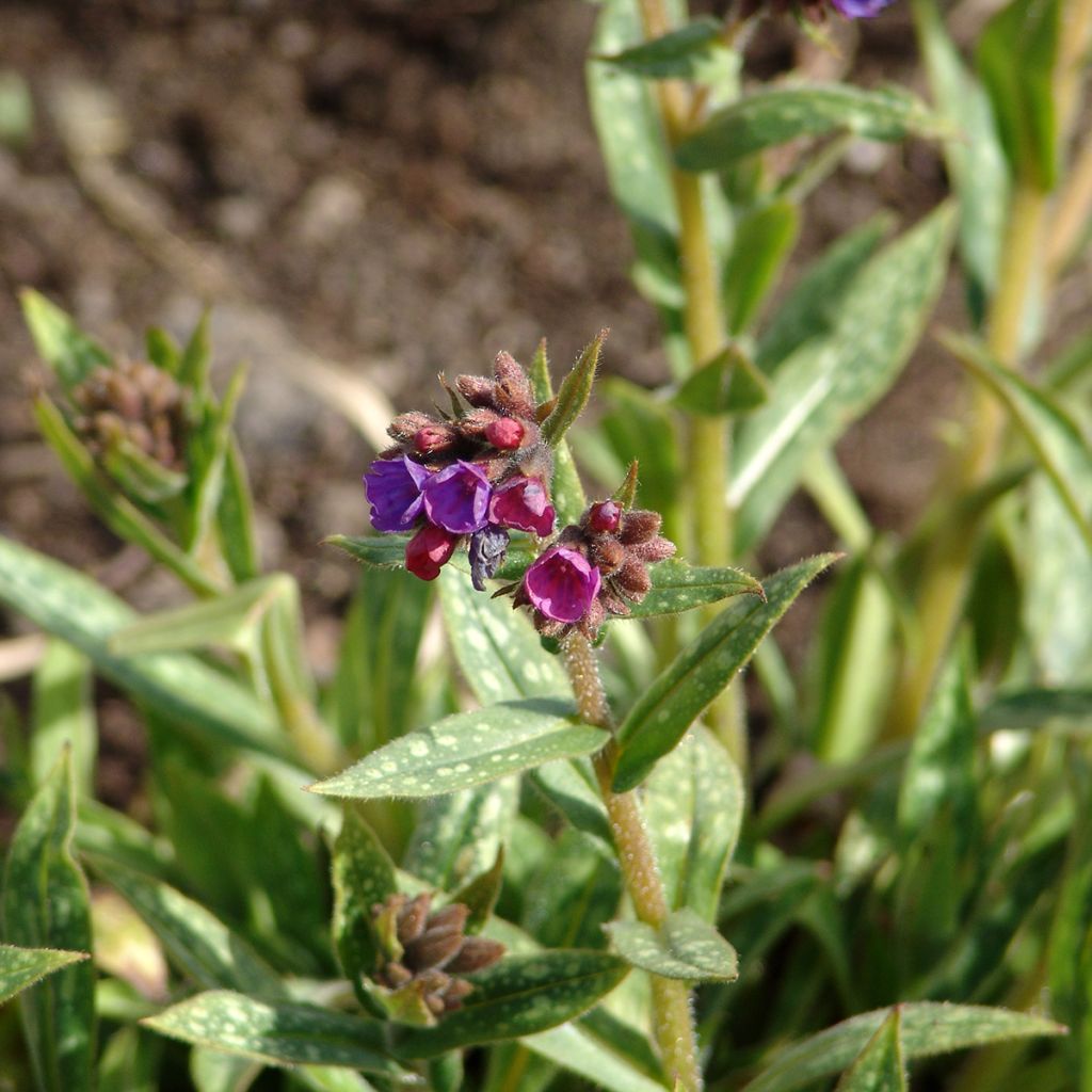 Pulmonaria Raspberry Splash - Pulmonaire hybride