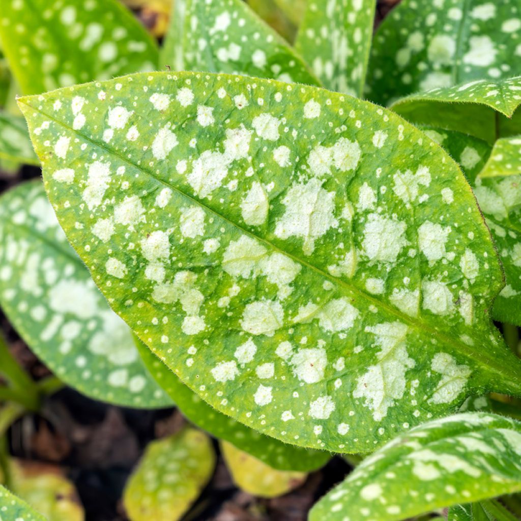 Pulmonaire hybride - Pulmonaria Sissinghurst White
