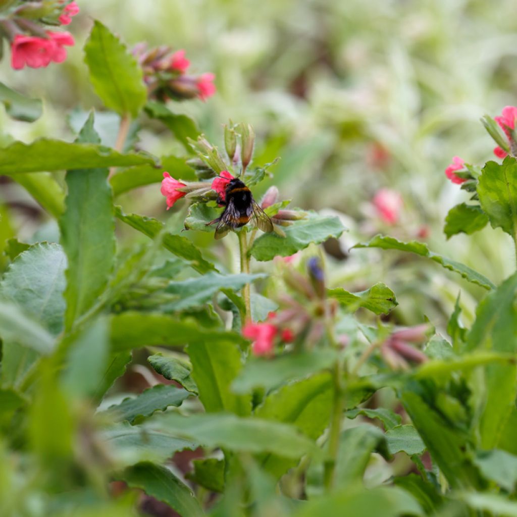 Pulmonaire rouge - Pulmonaria rubra