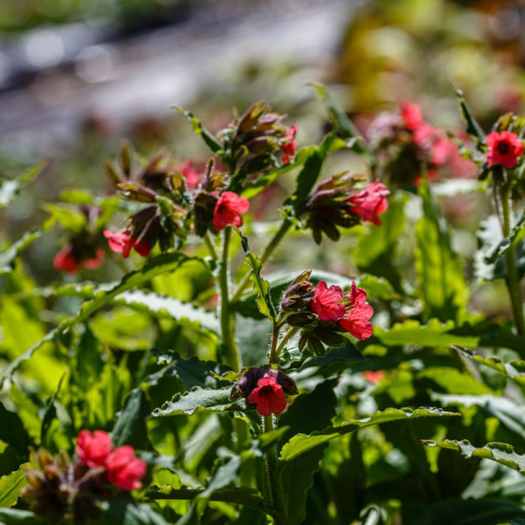 Pulmonaire rouge - Pulmonaria rubra