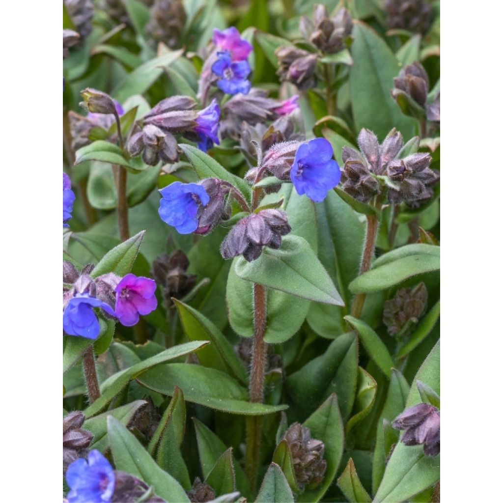 Pulmonaire hybride - Pulmonaria Blue Ensign