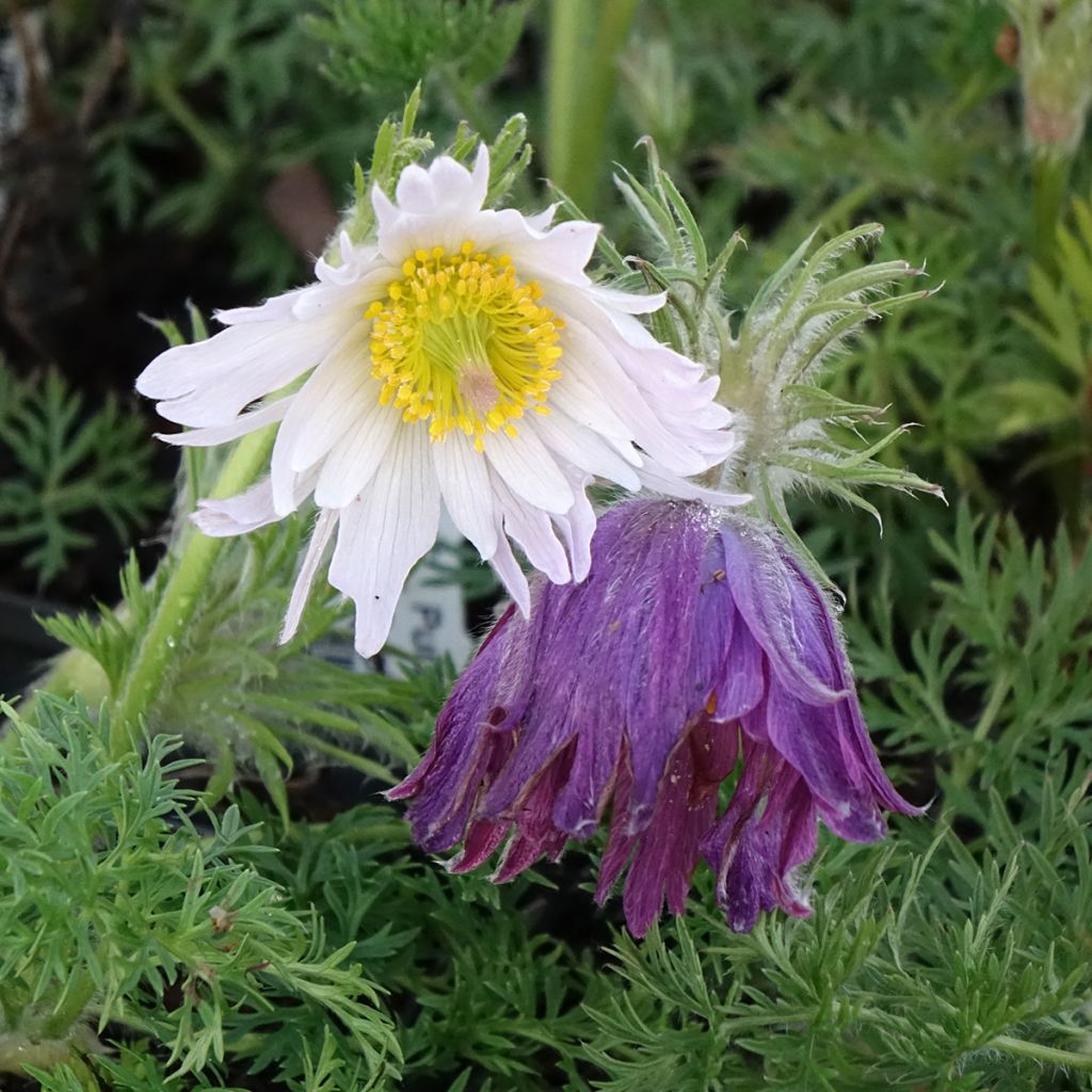 Pulsatilla vulgaris Papageno - Anémone pulsatille