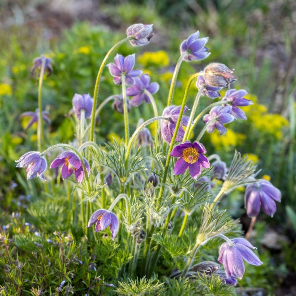Pulsatilla vulgaris Violet - Anémone pulsatille