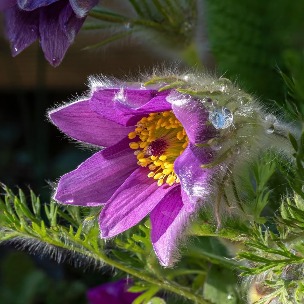 Pulsatilla vulgaris Violet - Anémone pulsatille