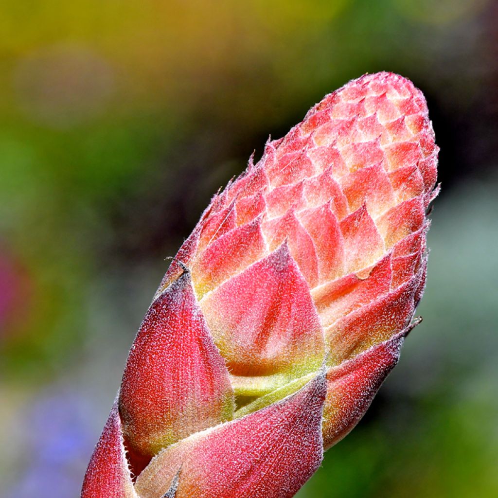 Puya venusta - Chagual