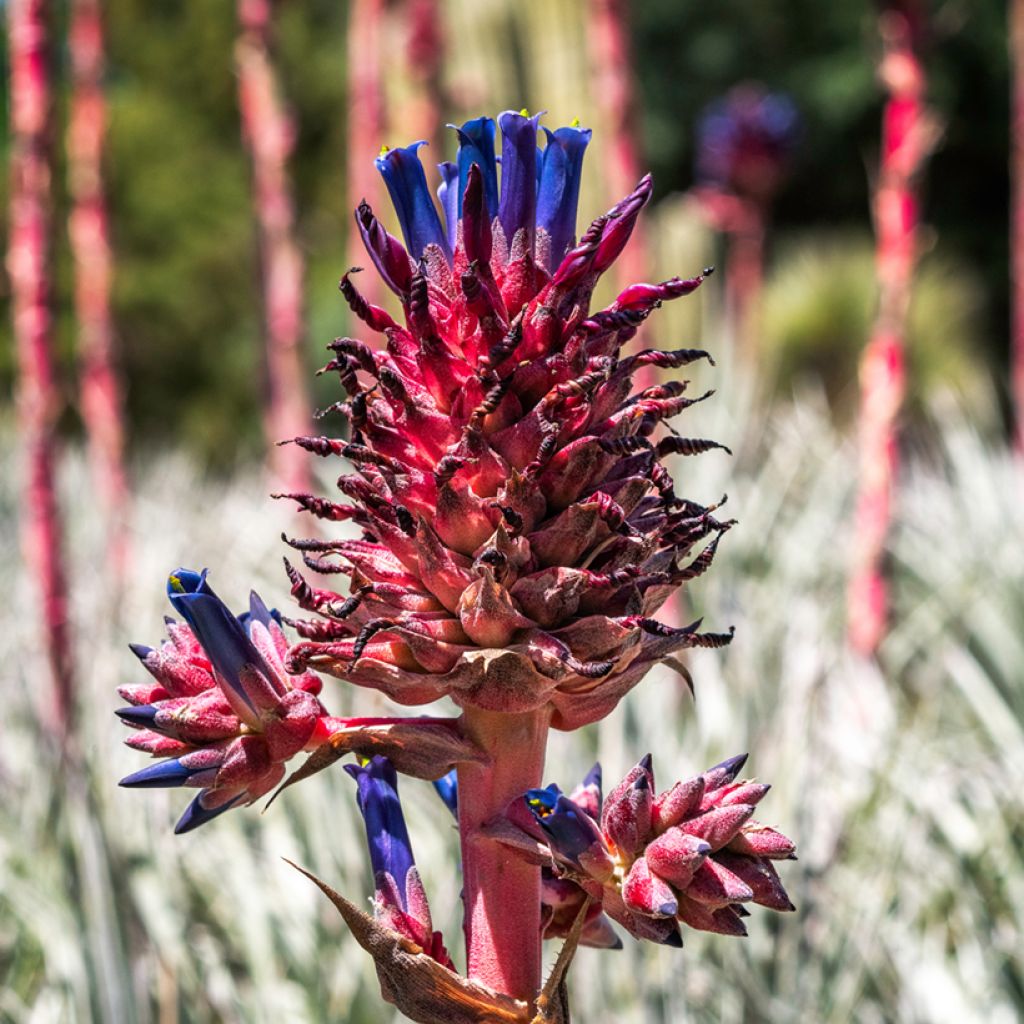 Puya venusta - Chagual
