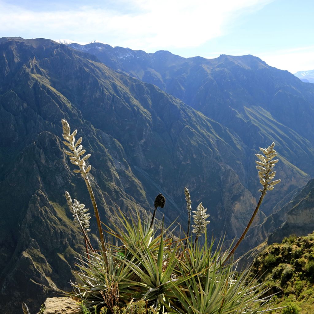 Puya weberbaueri - Broméliacée du Pérou